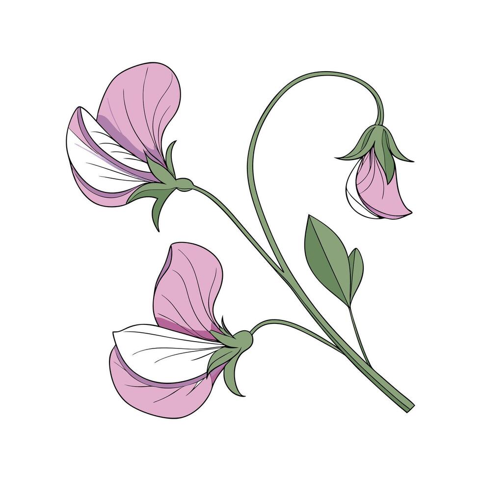 Charming Sweet Pea on Bright Background vector