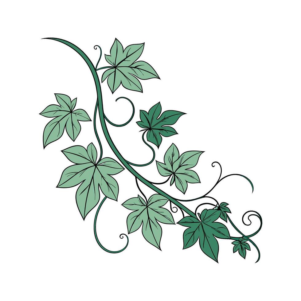 Stylish Sweet Potato Vine Display on White vector