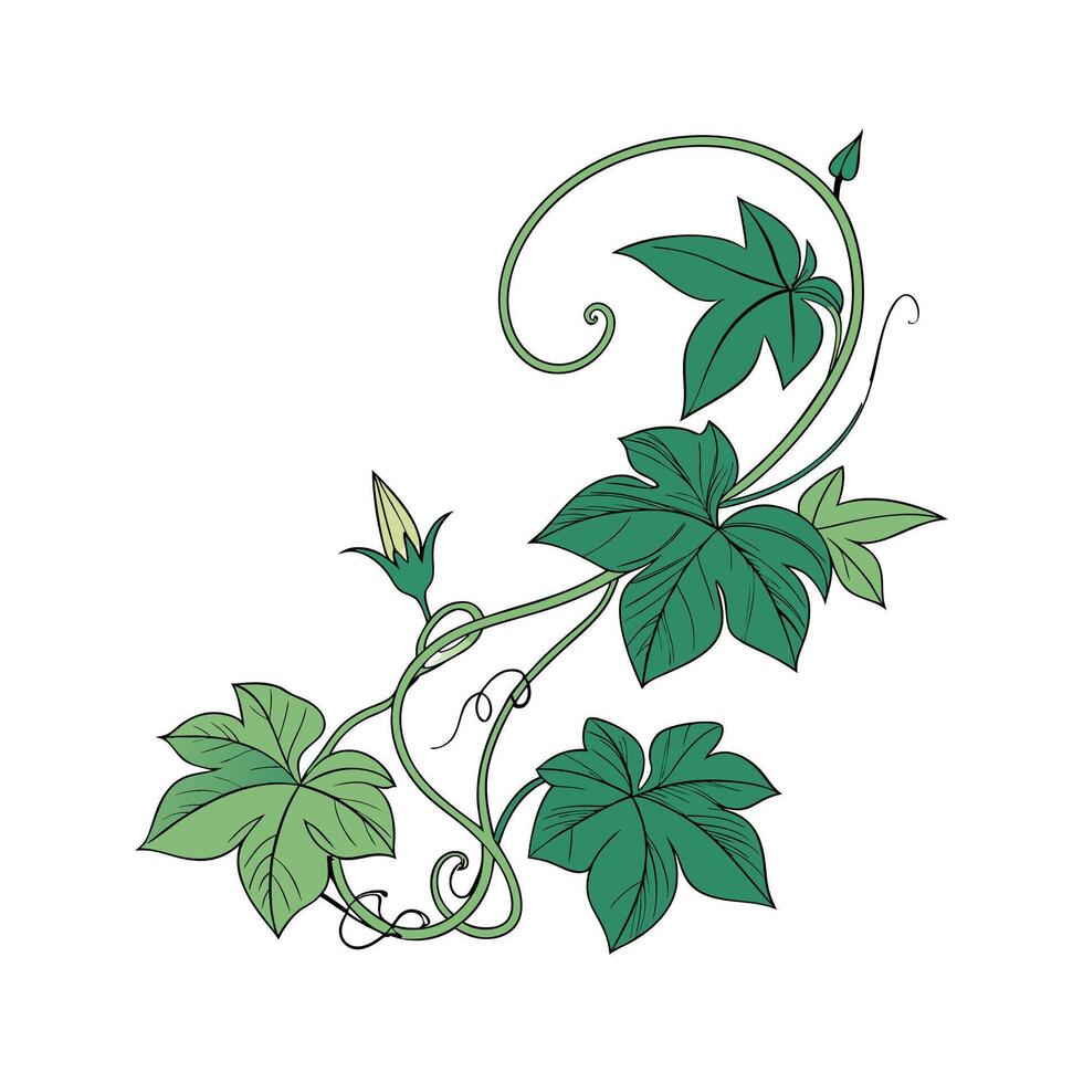 Charming Sweet Potato Vine on Clean White vector