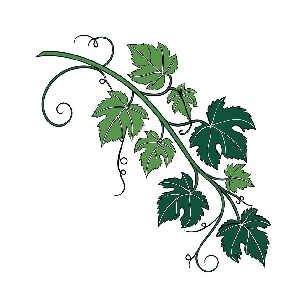 Beautiful Sweet Potato Vine on Clean White vector