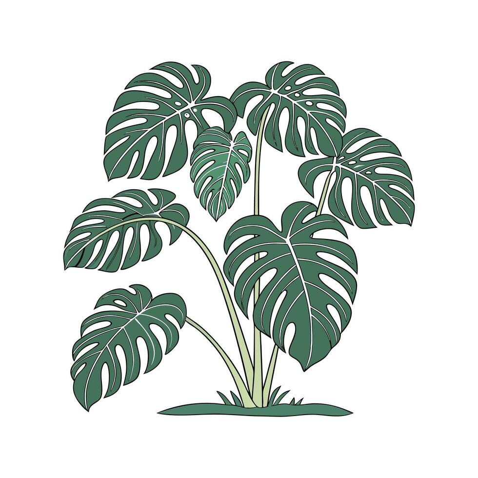 Elegant Swiss Cheese Plant in Bright Space vector