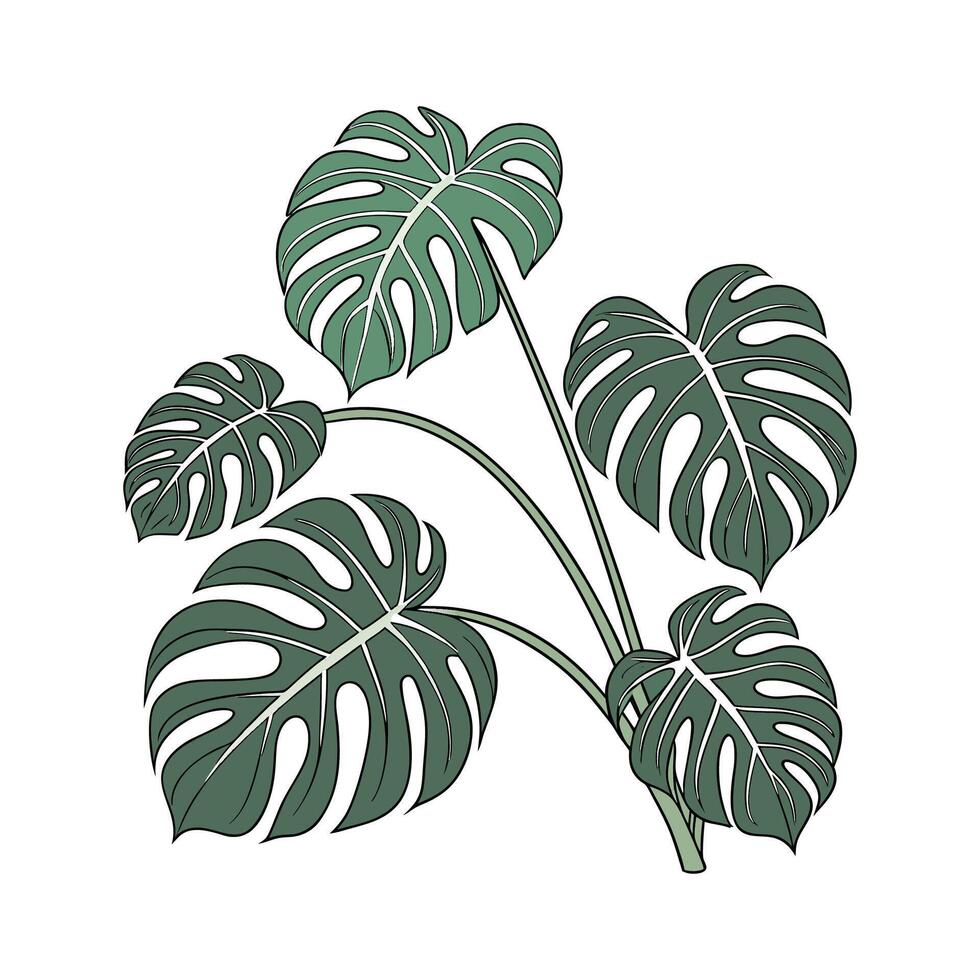 Charming Swiss Cheese Plant Display vector