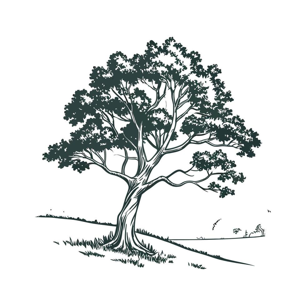 Charming Sycamore on Clean White vector
