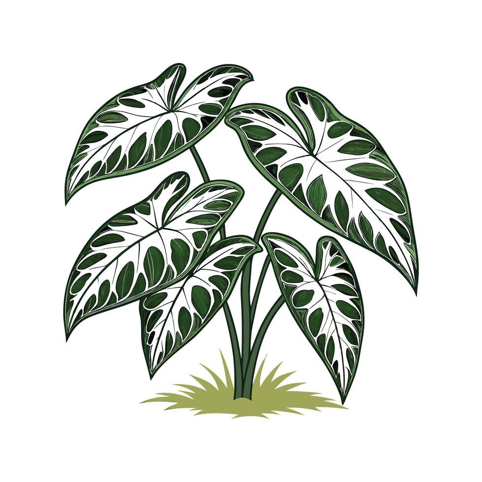 Stylish Syngonium Display in Bright Space vector