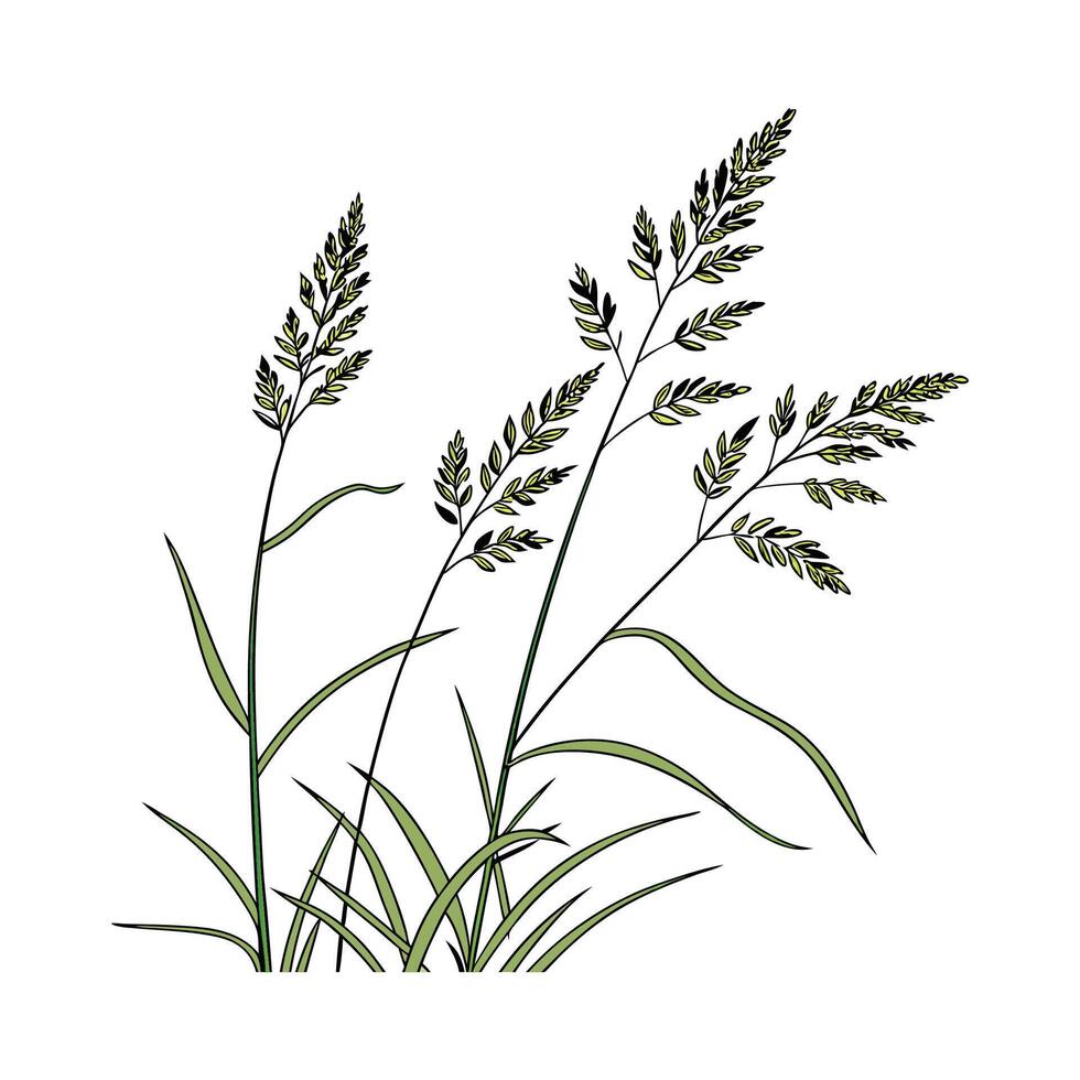 Stylish Talin Grass Display on Bright vector