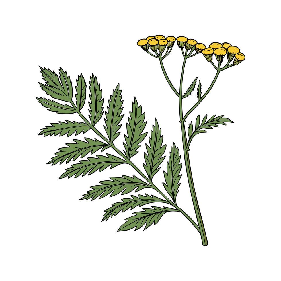 Charming Tansy on Clean White vector