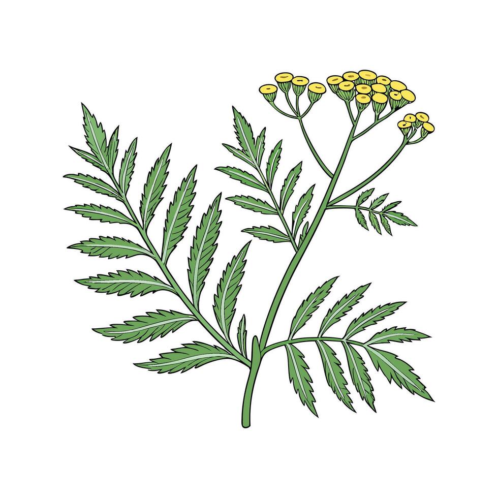 Stylish Tansy Display on Bright White vector