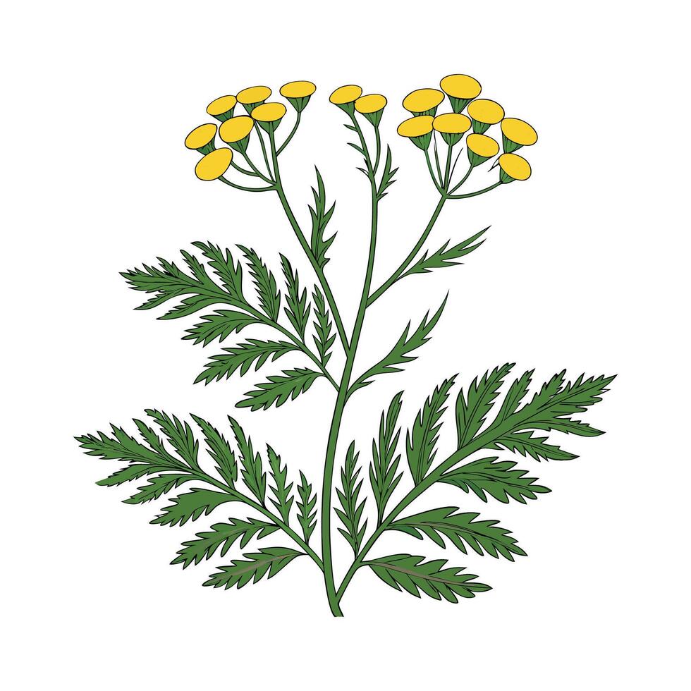 Elegant Tansy in Bright Space vector