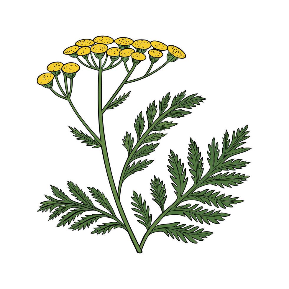 Elegant Tansy Plant on Clean White vector