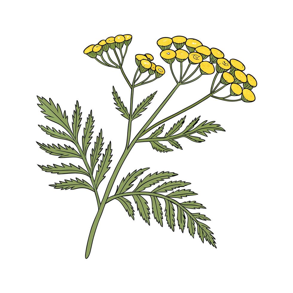 Beautiful Tansy on Bright White vector