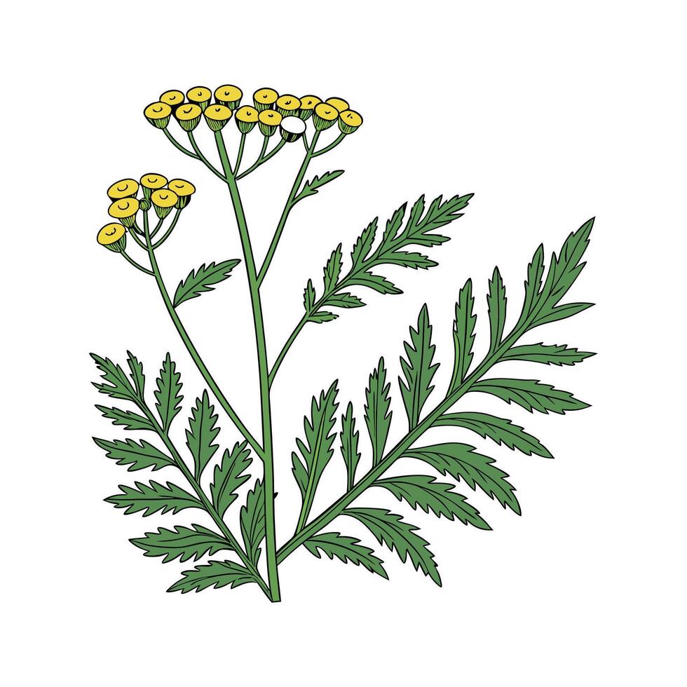 Beautiful Tansy Plant Display on Bright vector