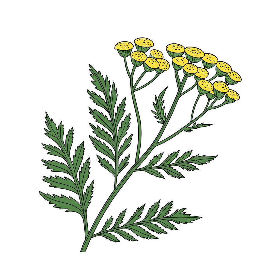 Charming Tanacetum Vulgare on Clean White vector