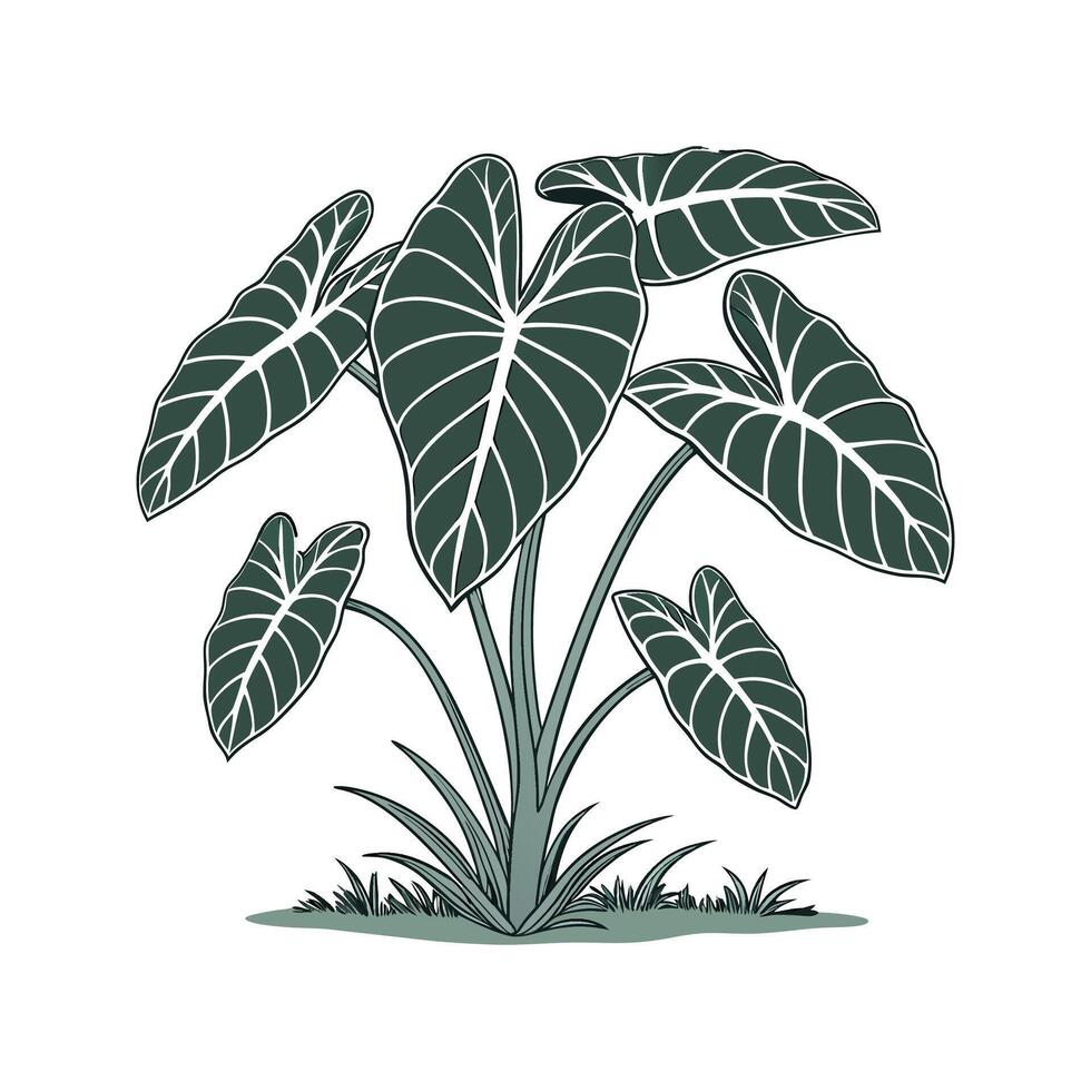 Beautiful Taro Plant Display on Clean White vector