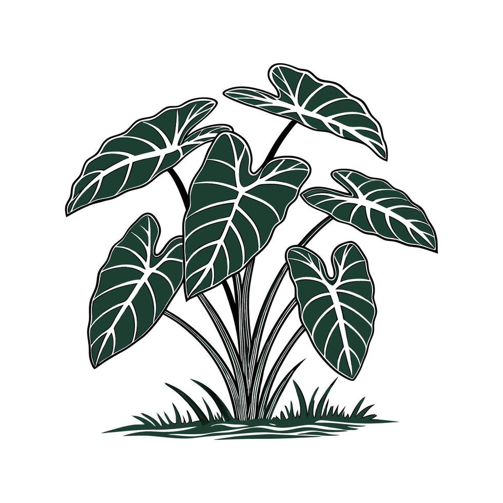 Stylish Taro Plant Display on Bright White vector
