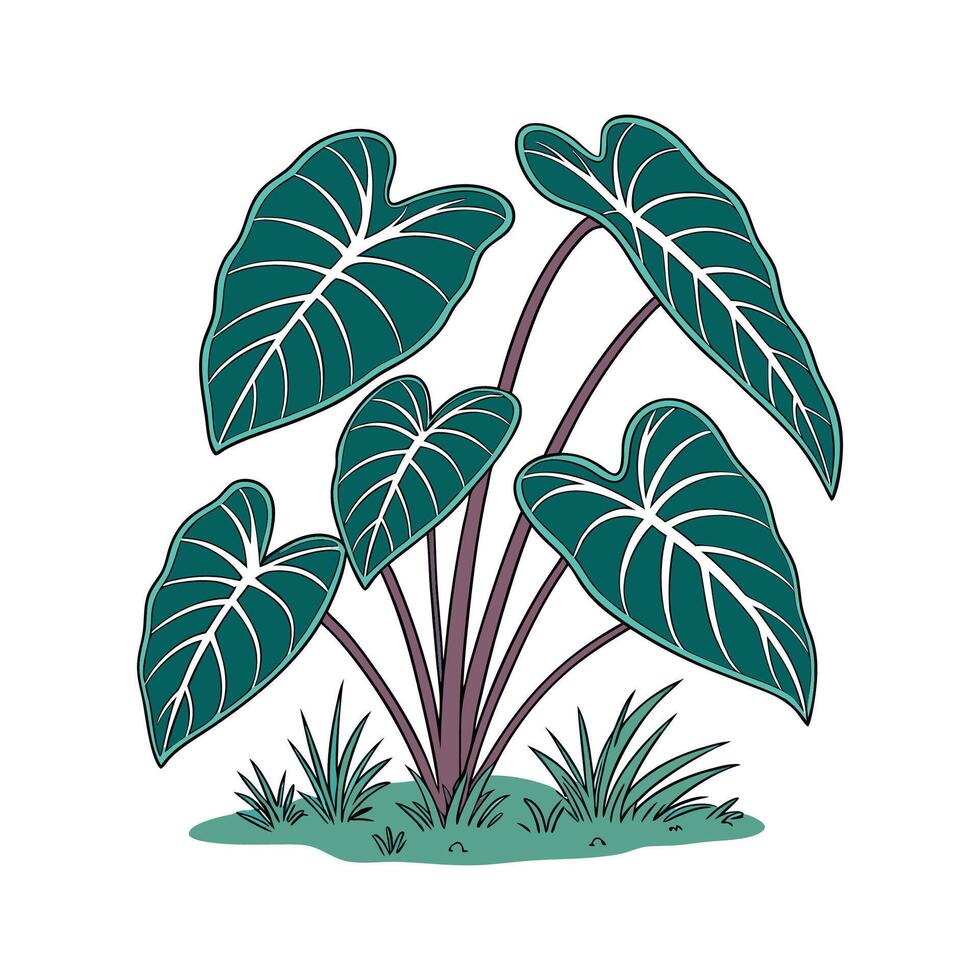 Elegant Taro Plant Illustration for Decor vector