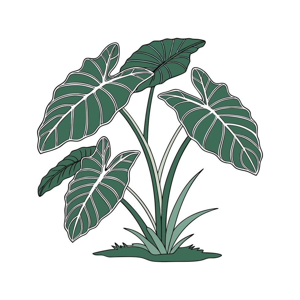 Stylish Taro Plant Design on White Background vector