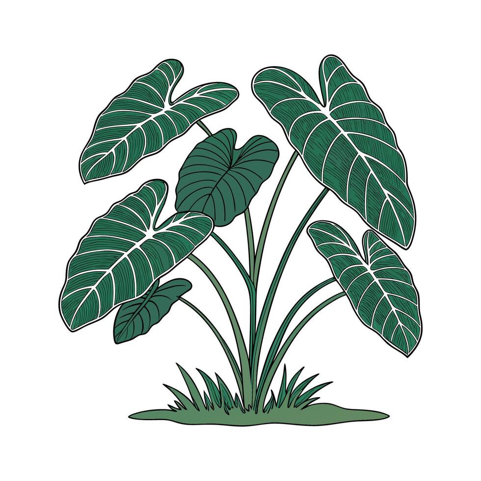 Charming Taro Plant Display on Bright vector