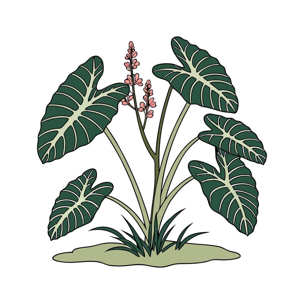 Charming Taro Plant for Indoor Spaces vector