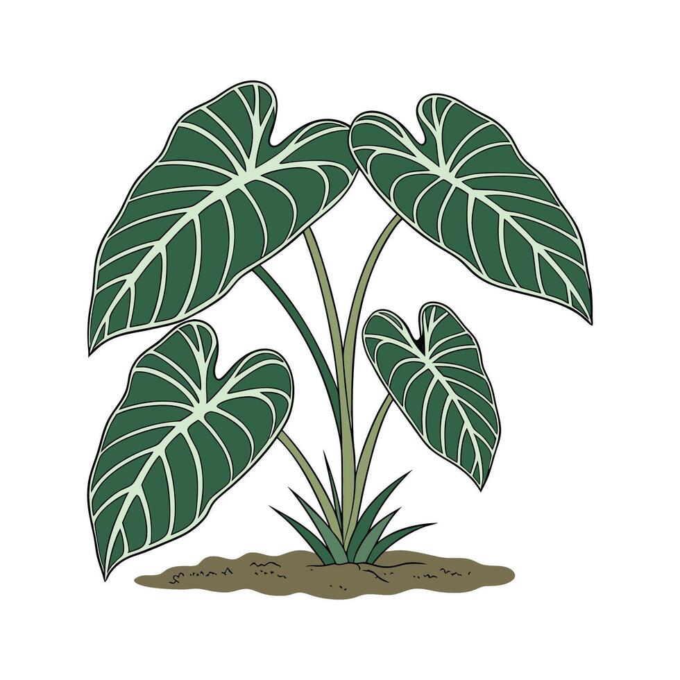 Stylish Taro Plant Design on White Surface vector