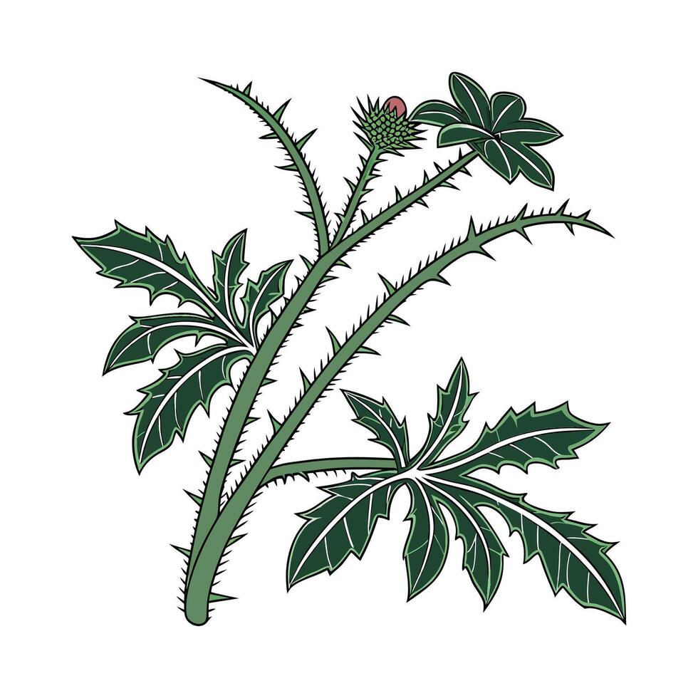 Stylish Thorny Devil Plant on Bright White vector