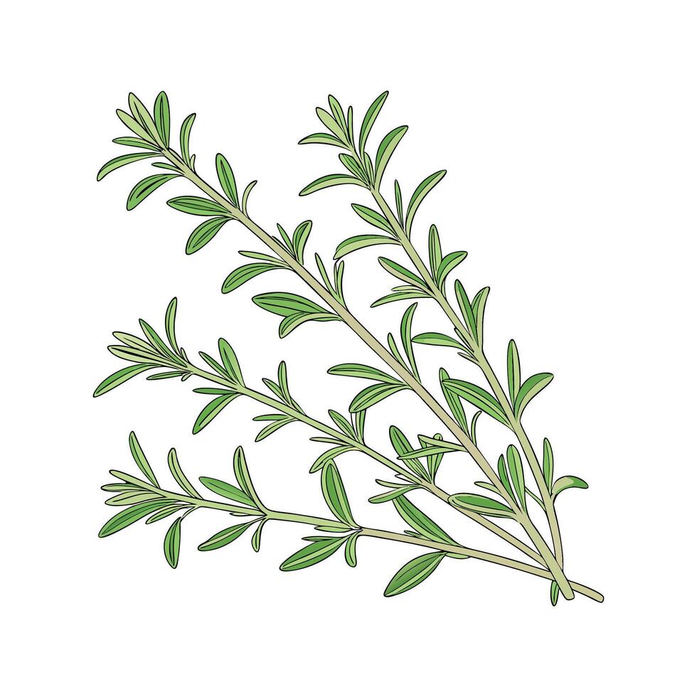 Elegant Thyme in Bright Space vector