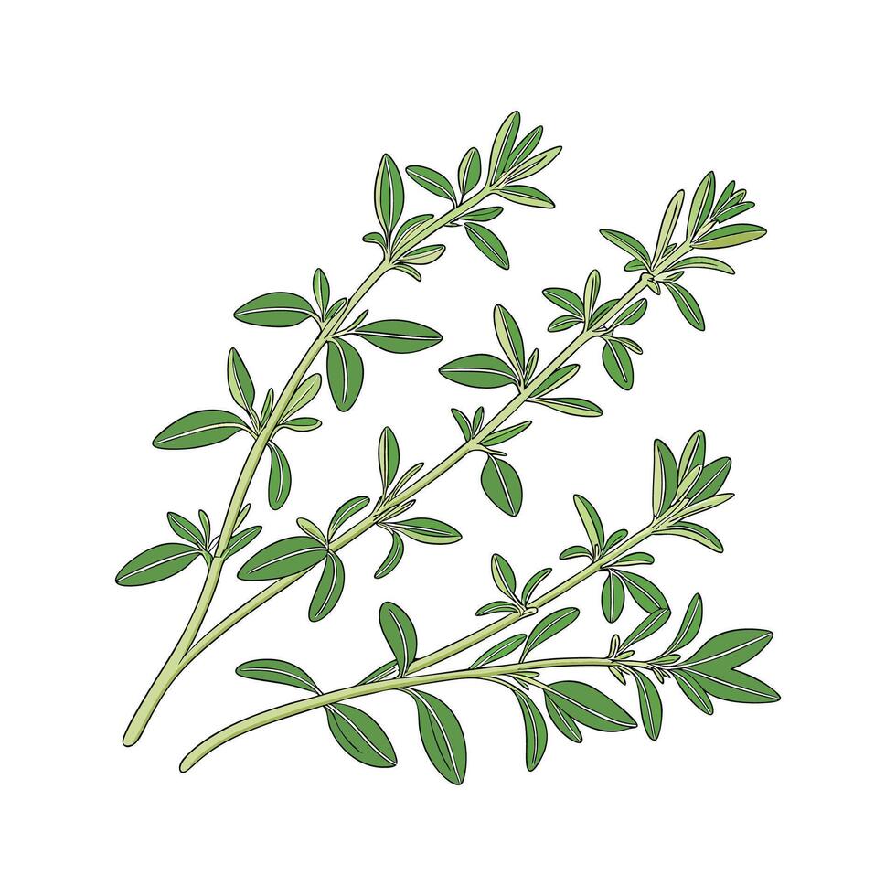 Stylish Thyme Display on Bright White vector
