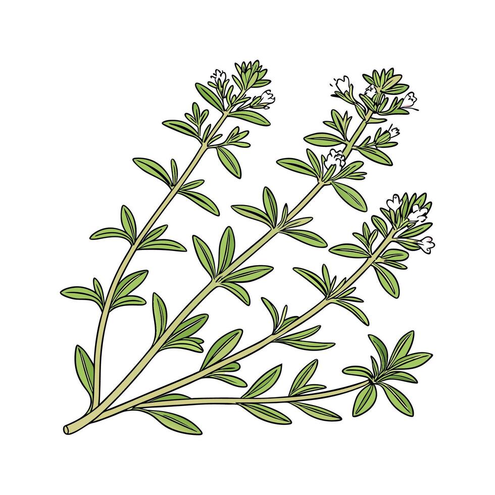 Charming Thyme Display on Clean White vector