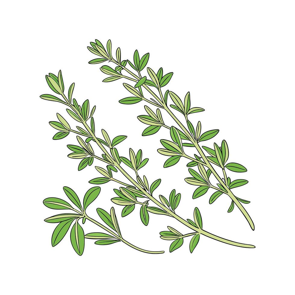 Stylish Thyme Plant in Bright Space vector