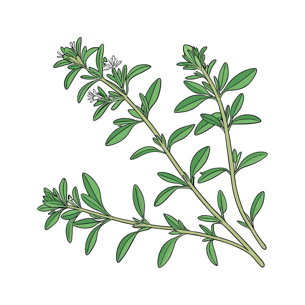 Elegant Thyme Plant on Clean White vector