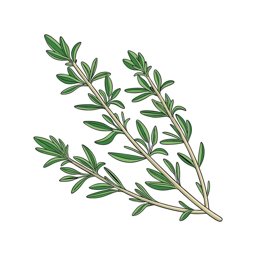 Beautiful Thyme Plant Display on Bright vector
