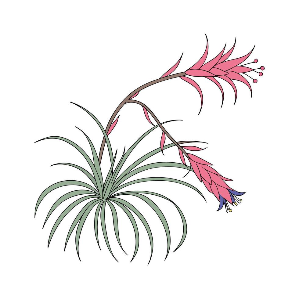 Stylish Tillandsia Display on Bright vector