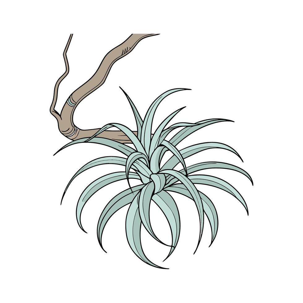 Beautiful Tillandsia Xerographica on Clean White vector