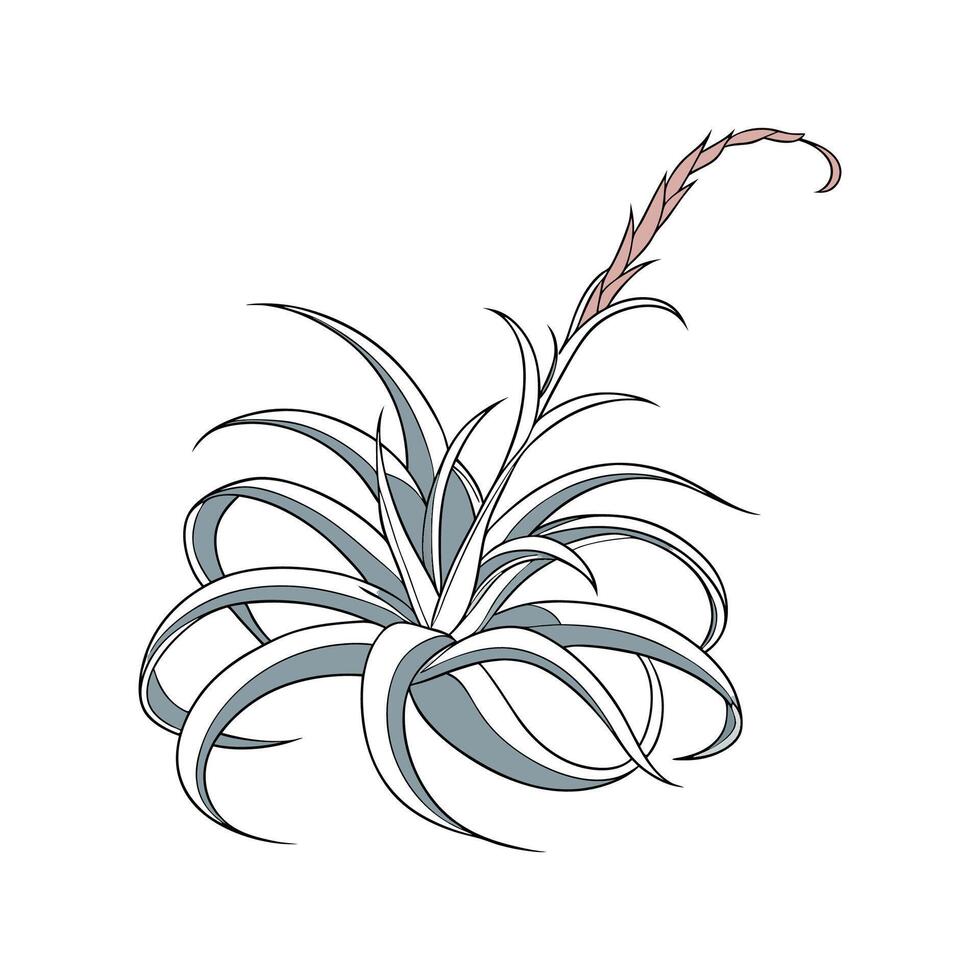Elegant Tillandsia Xerographica in Bright Space vector