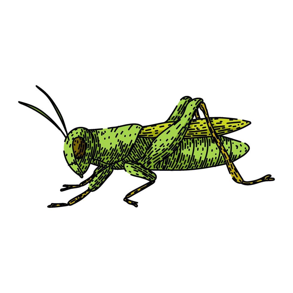 jumping grasshopper sketch item hand drawn vector