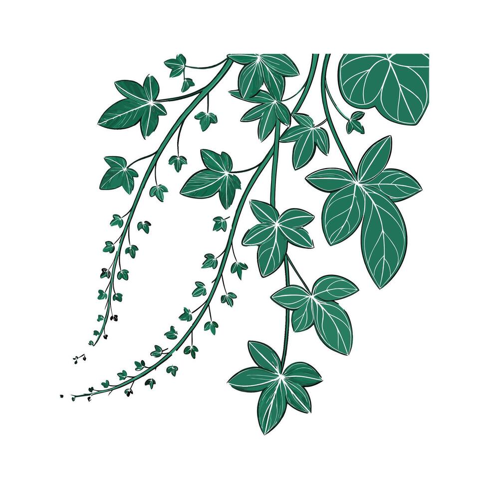 Charming Trailing Jade on Clean White vector