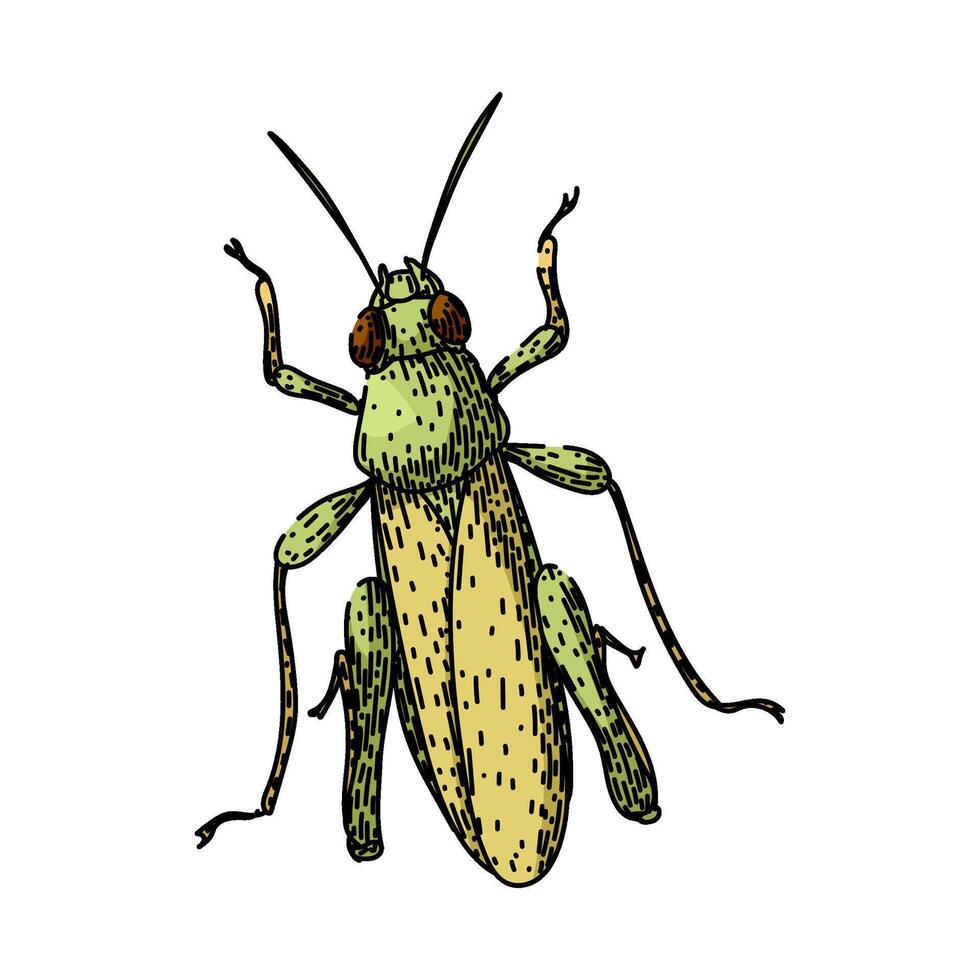 insect grasshopper item sketch hand drawn vector