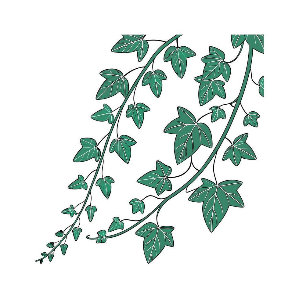 Beautiful Trailing Jade on Clean White vector