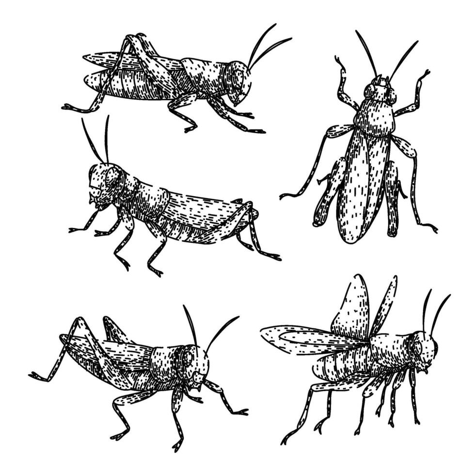 grasshopper item set sketch hand drawn vector