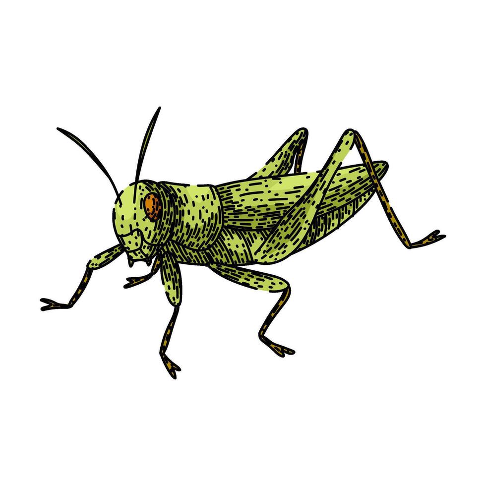 antennae grasshopper sketch item hand drawn vector