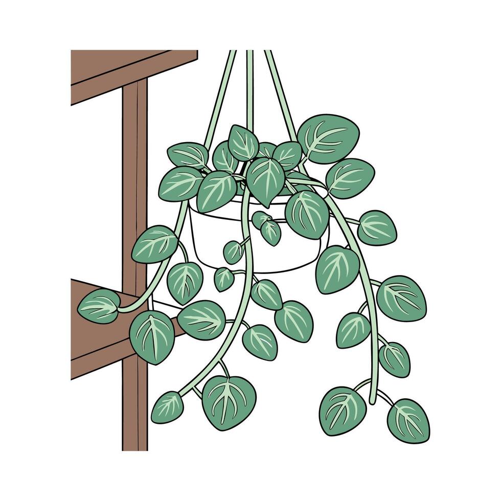Charming Peperomia Prostrata on Clean White vector