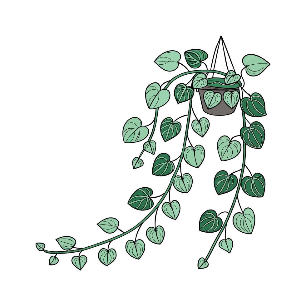 Elegant Peperomia Prostrata Display on Bright vector