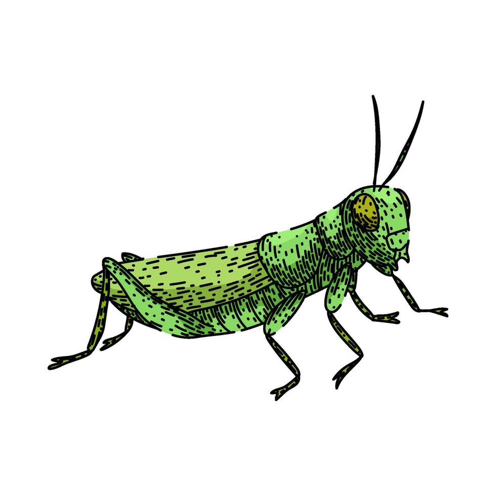 herbivore grasshopper item sketch hand drawn vector