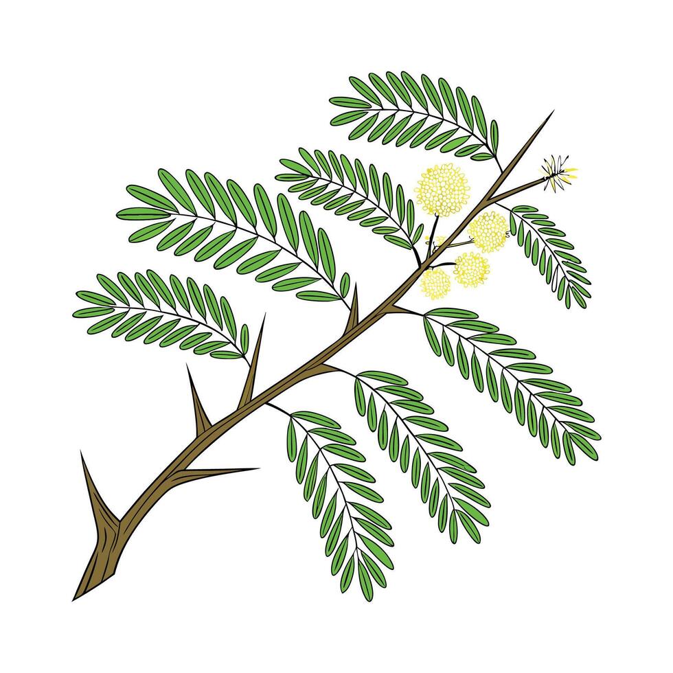 Charming True Acacia on Clean White vector