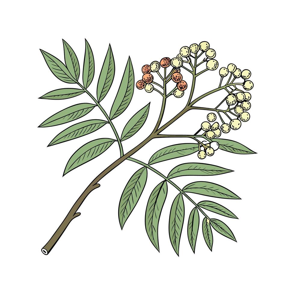 Stylish True Acacia Display on Bright vector