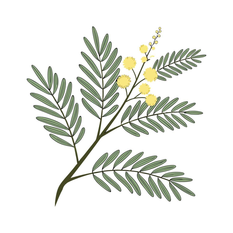 Beautiful True Acacia on Clean White vector