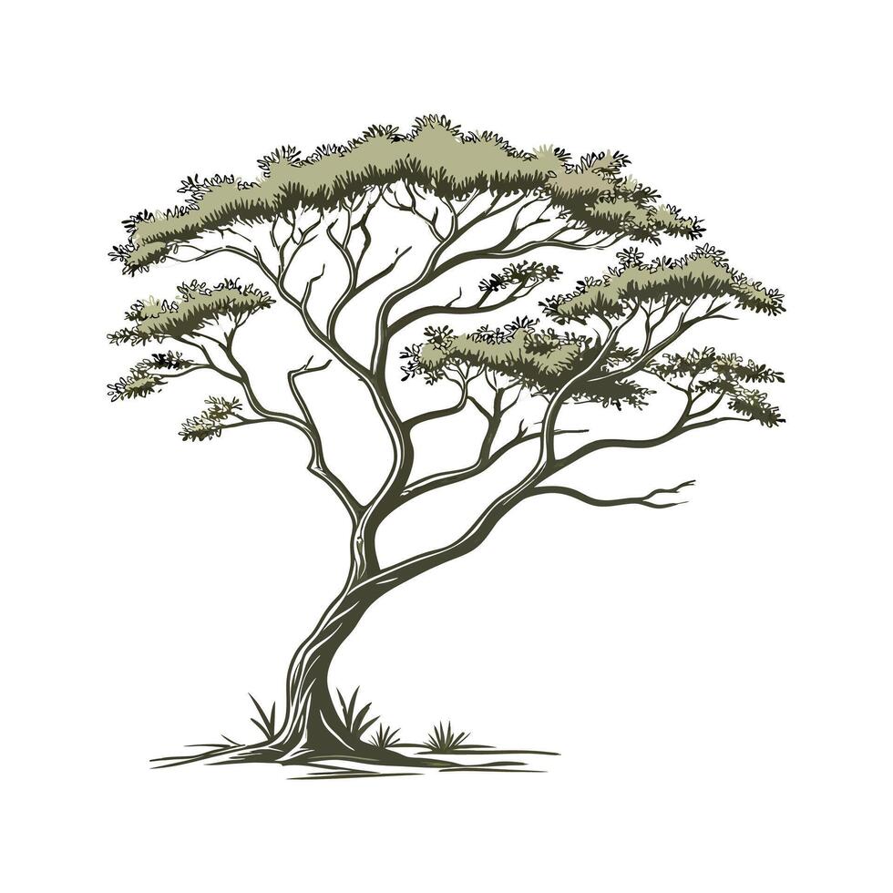 Elegant True Acacia in Bright Space vector
