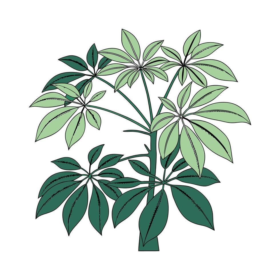 Elegant Schefflera in Bright Space vector
