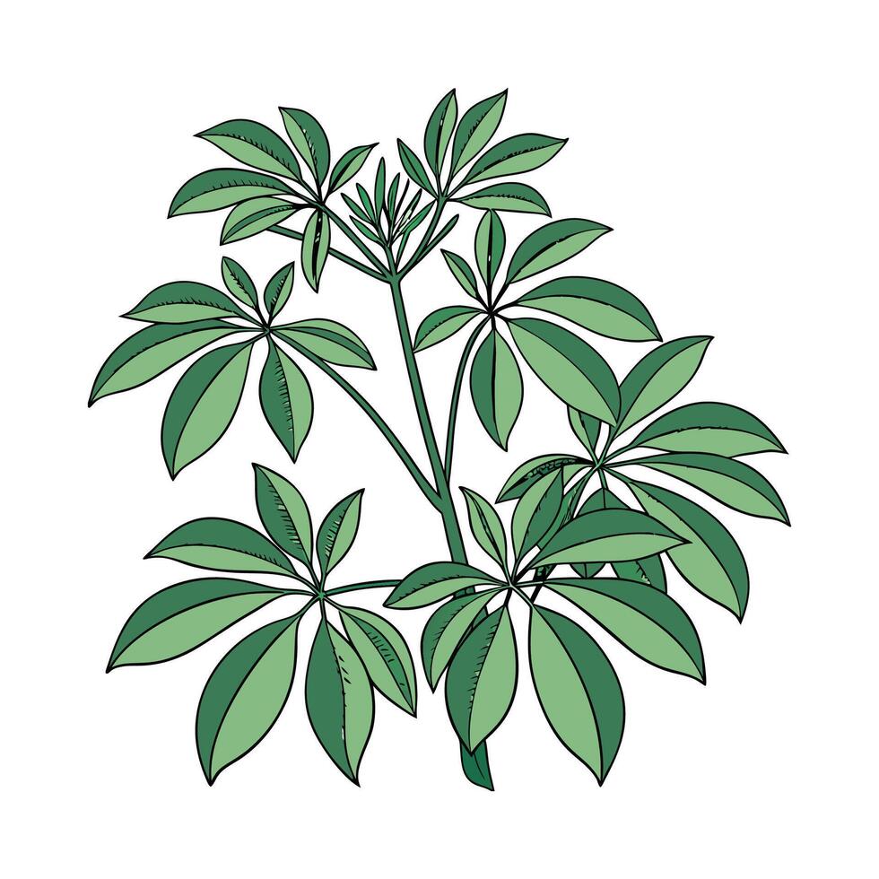 Charming Schefflera Plant on Clean White vector