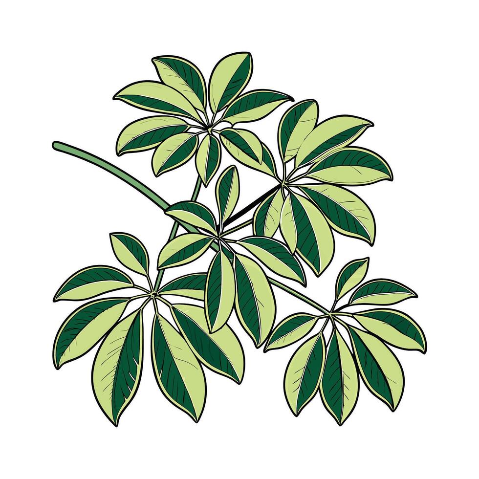 Stylish Schefflera Plant in Bright Space vector