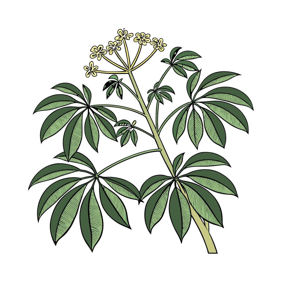 Beautiful Schefflera Plant on Clean White vector